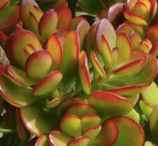 Crassula Crosby's Red succulent with red tips on round leaves