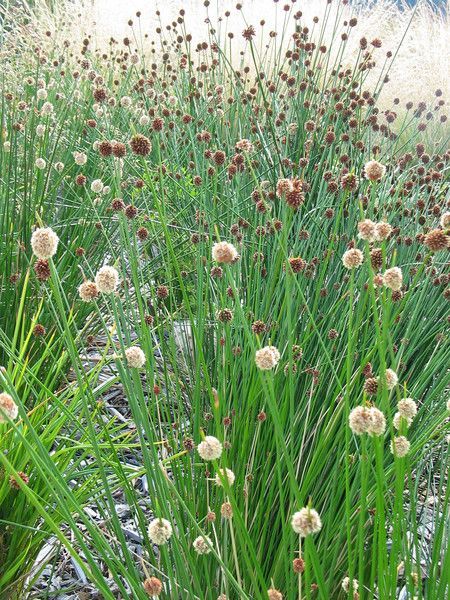 Baeckea Virgata Miniature (dwarf) flowering.