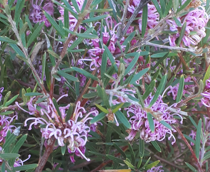 Baeckea Virgata Miniature (dwarf) in a landscaped home garden