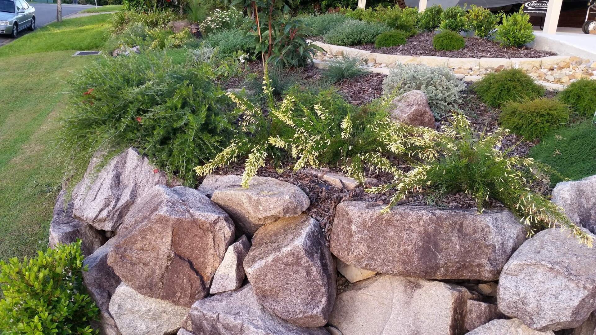 Russelia Equisetiformis Lemon Falls planted in a rock retaining wall