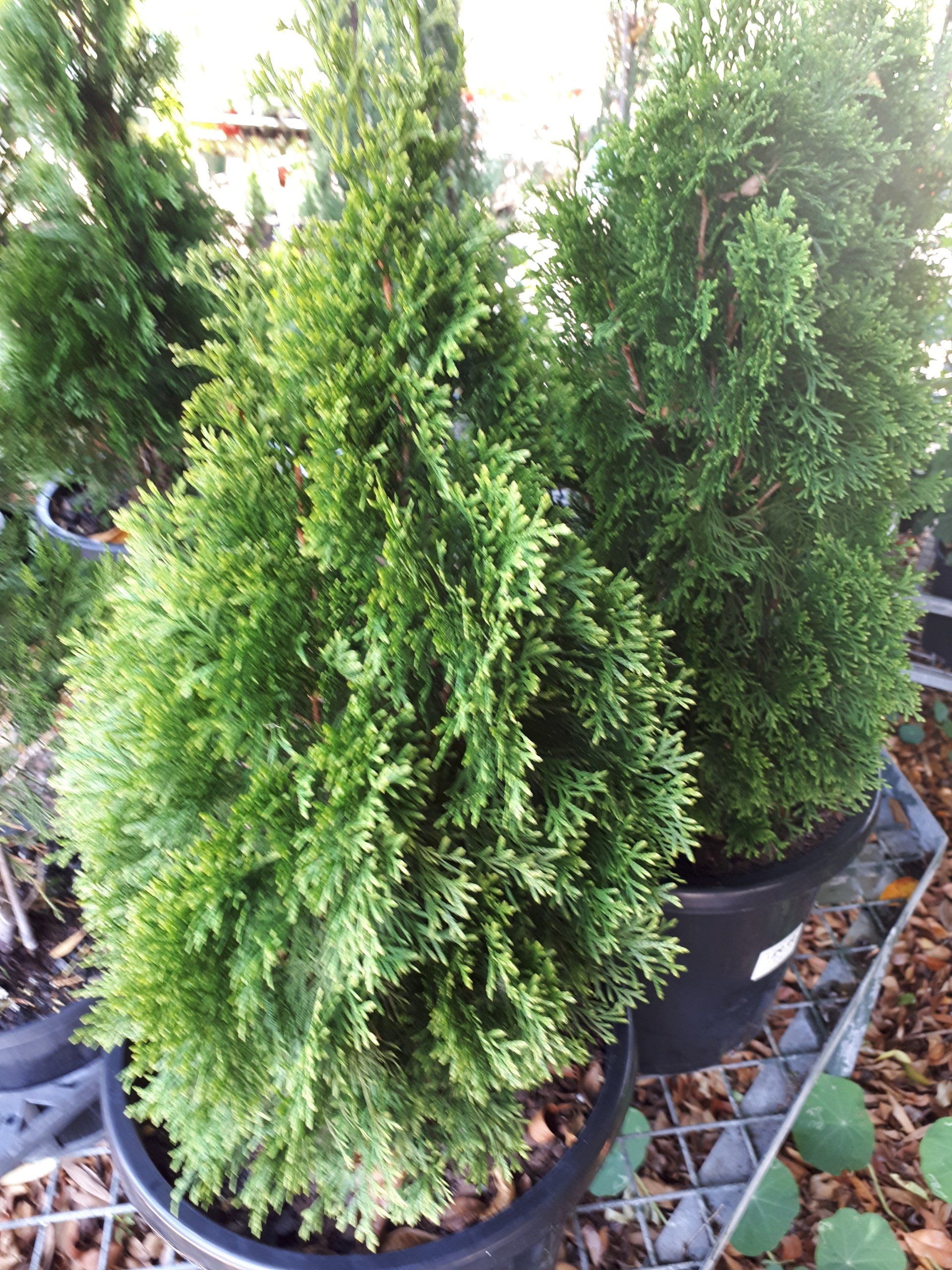Thuja Smaragd Evergreen Conifer in a garden pot