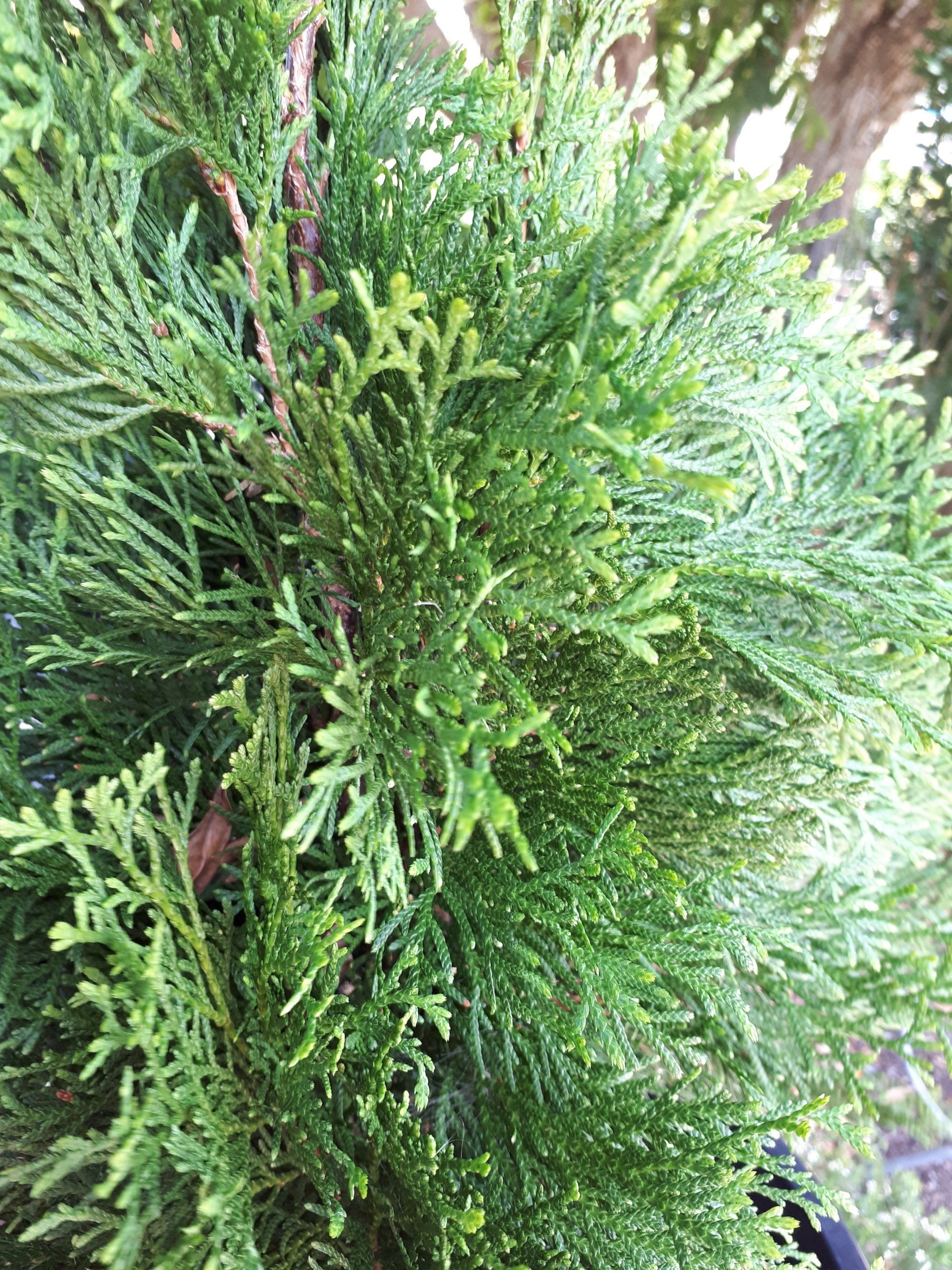 Close up of conifer leafs of Thuja Occidentalis 'Smaragd'