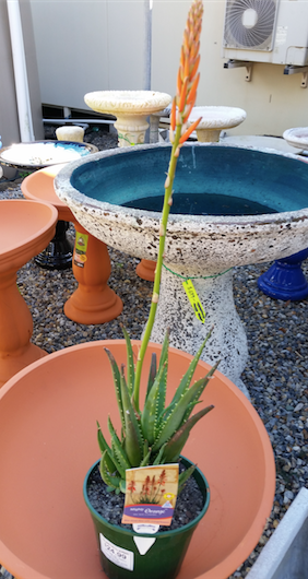 Baeckea Virgata Miniature (dwarf) in a pot plant