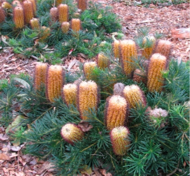 Hairpin banksia in Flower -  Native Species from Australia