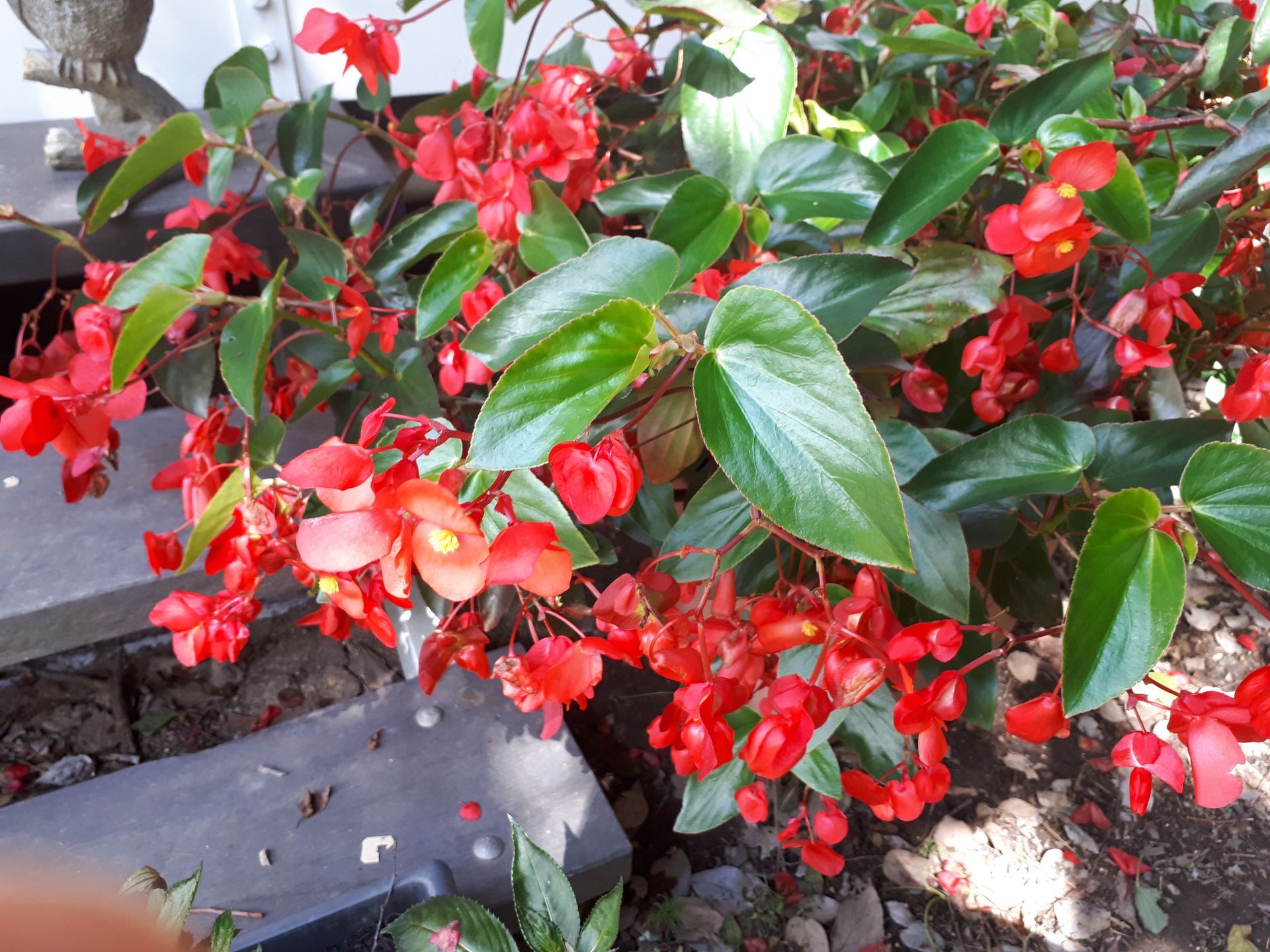 Begonia 'Dragon Wings Red'