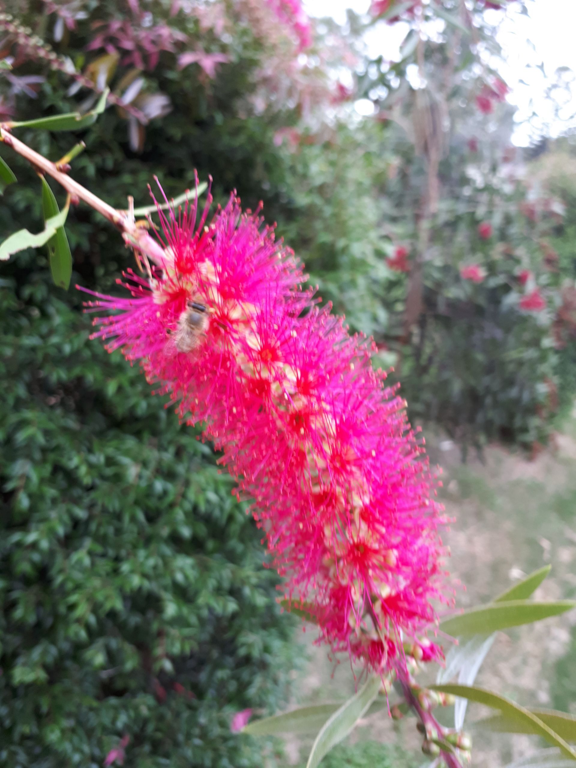 Baeckea Virgata Miniature (dwarf) flowering.