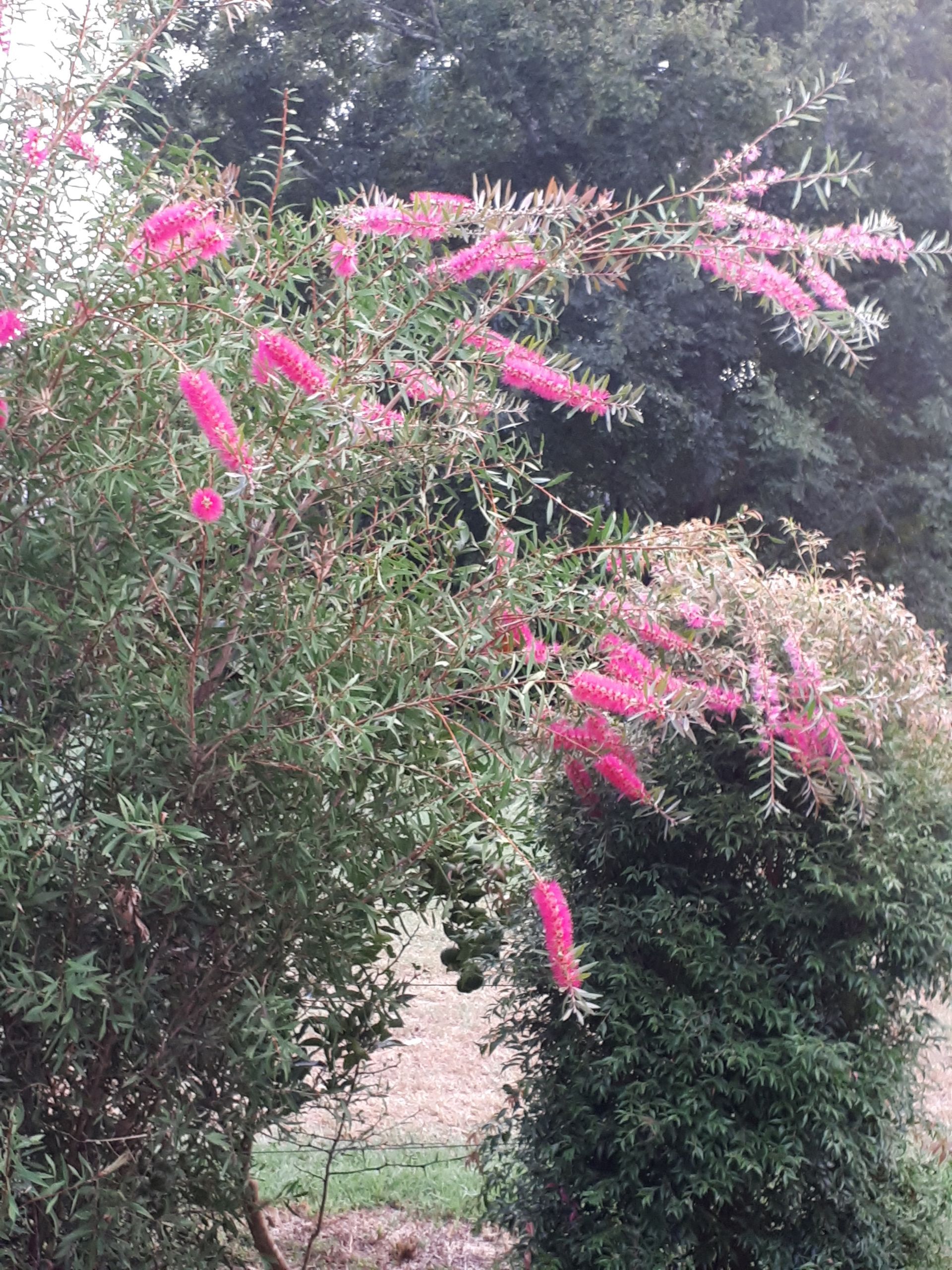 Baeckea Virgata Miniature (dwarf) in a landscaped home garden