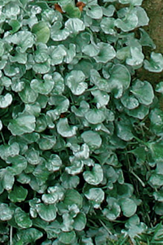 large jade plant for sale Jade Plant for Sale Including Care Guide