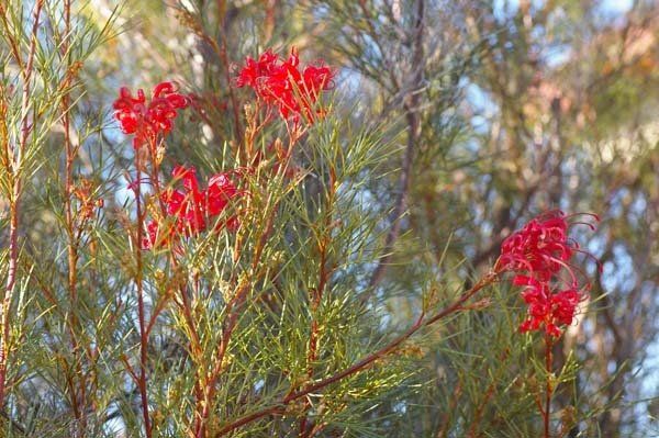 Grevillea Bon Accord (johnsonii x wilsonii) flowering with red flowers