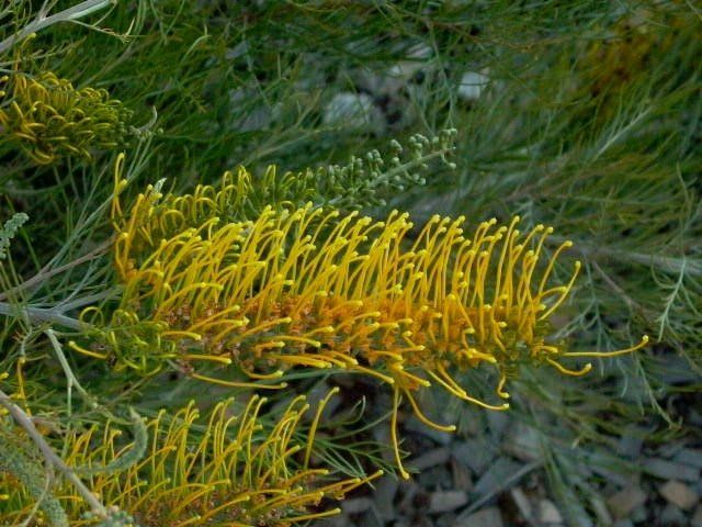 grevillea golden lyre flower