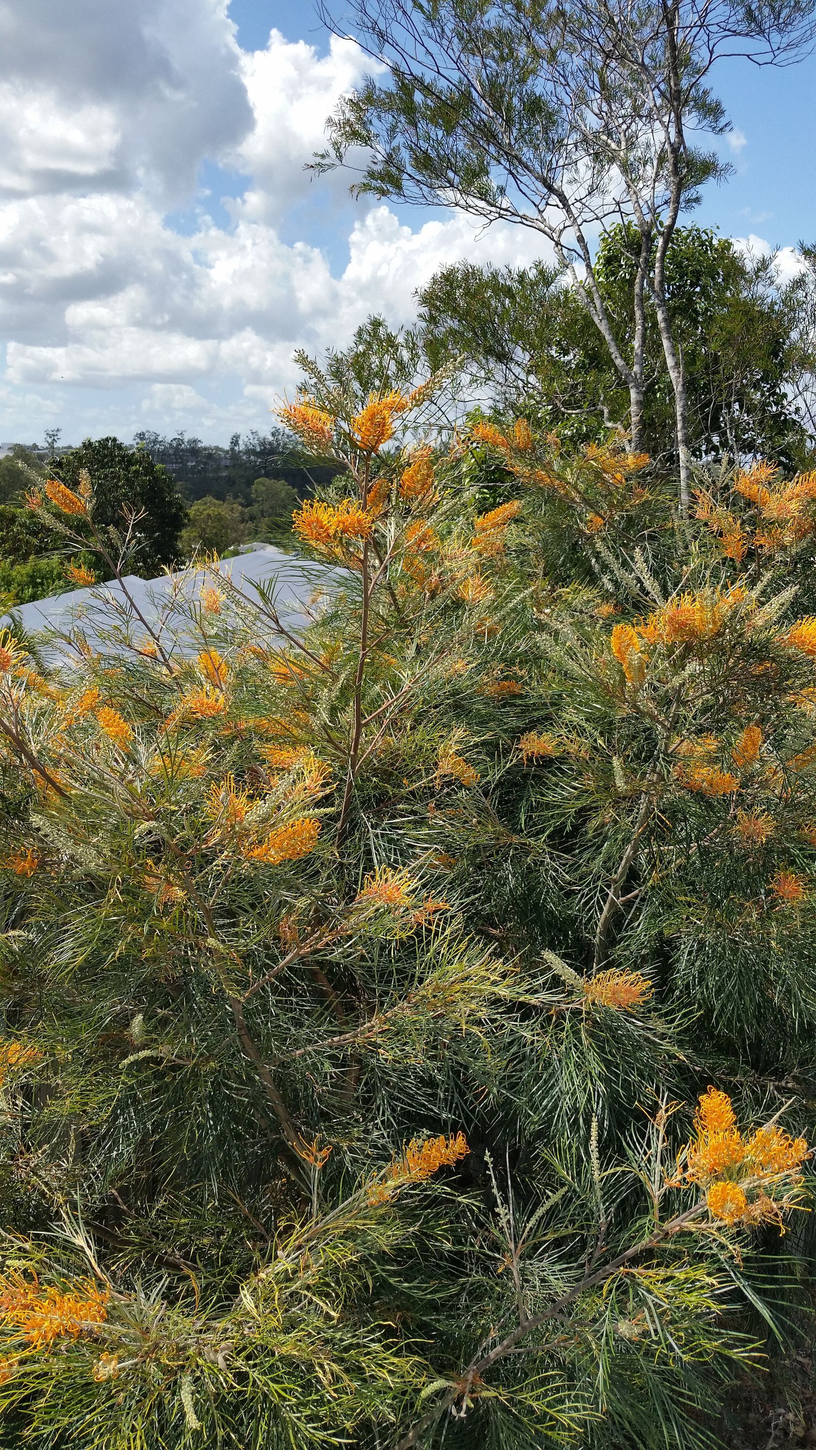 Baeckea Virgata Miniature (dwarf) flowering.