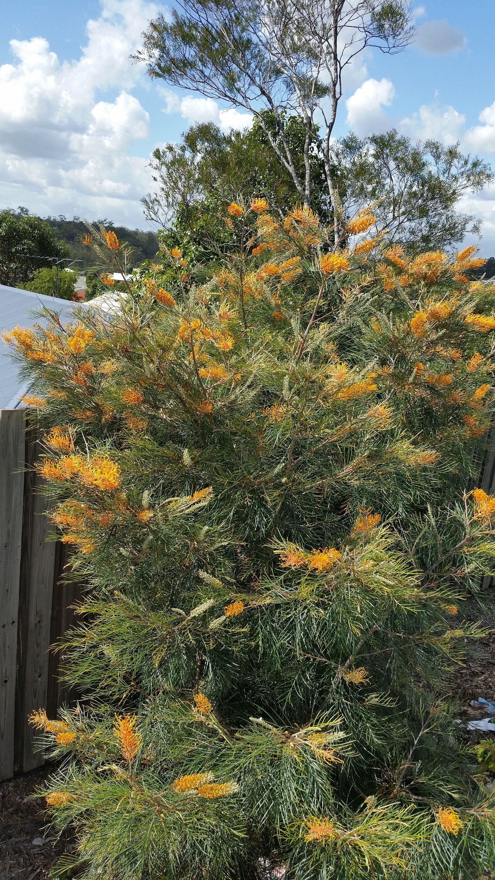 Baeckea Virgata Miniature (dwarf) in a landscaped home garden