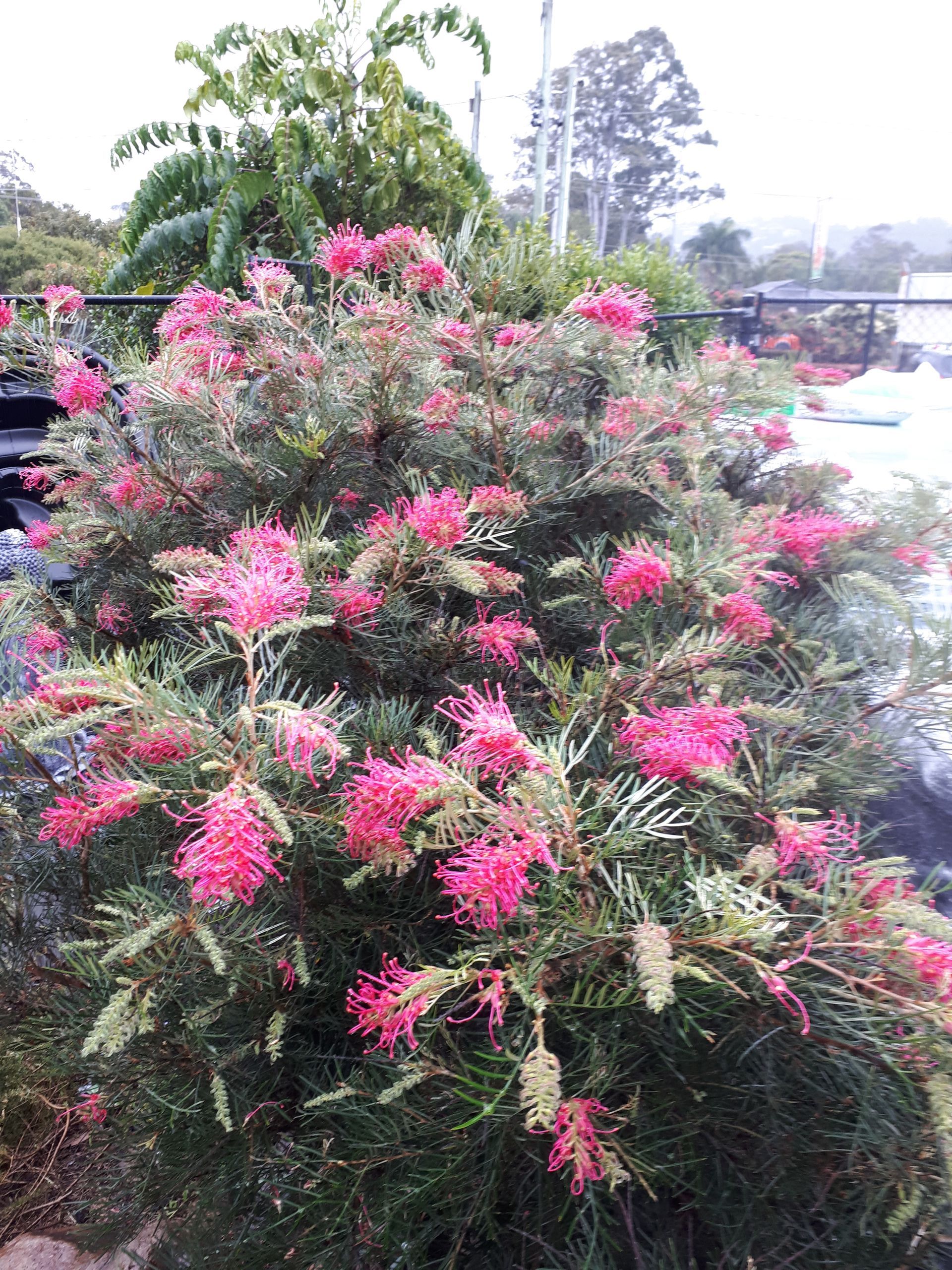 Baeckea Virgata Miniature (dwarf) in a landscaped home garden