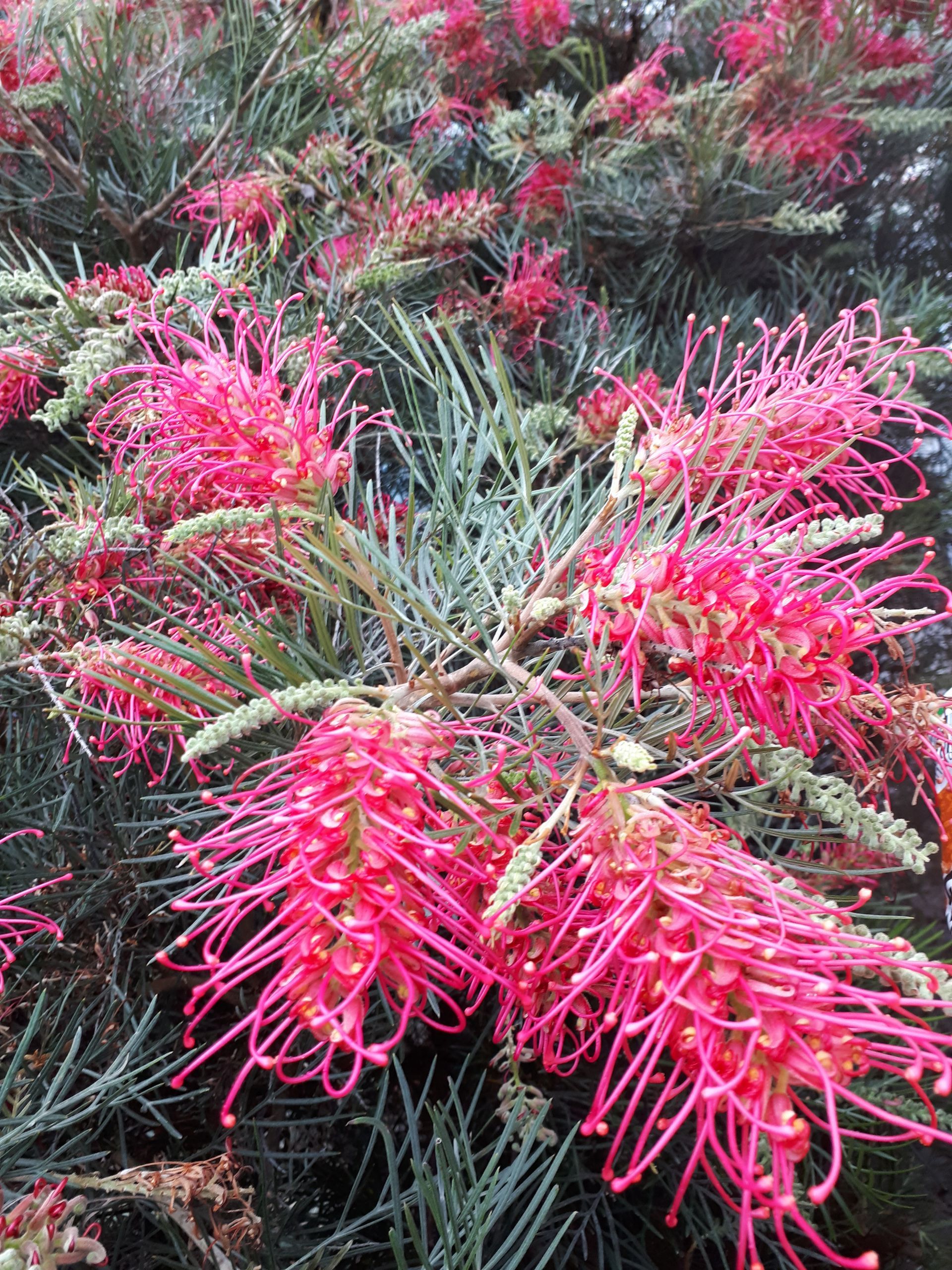 Grevillea Lollypops