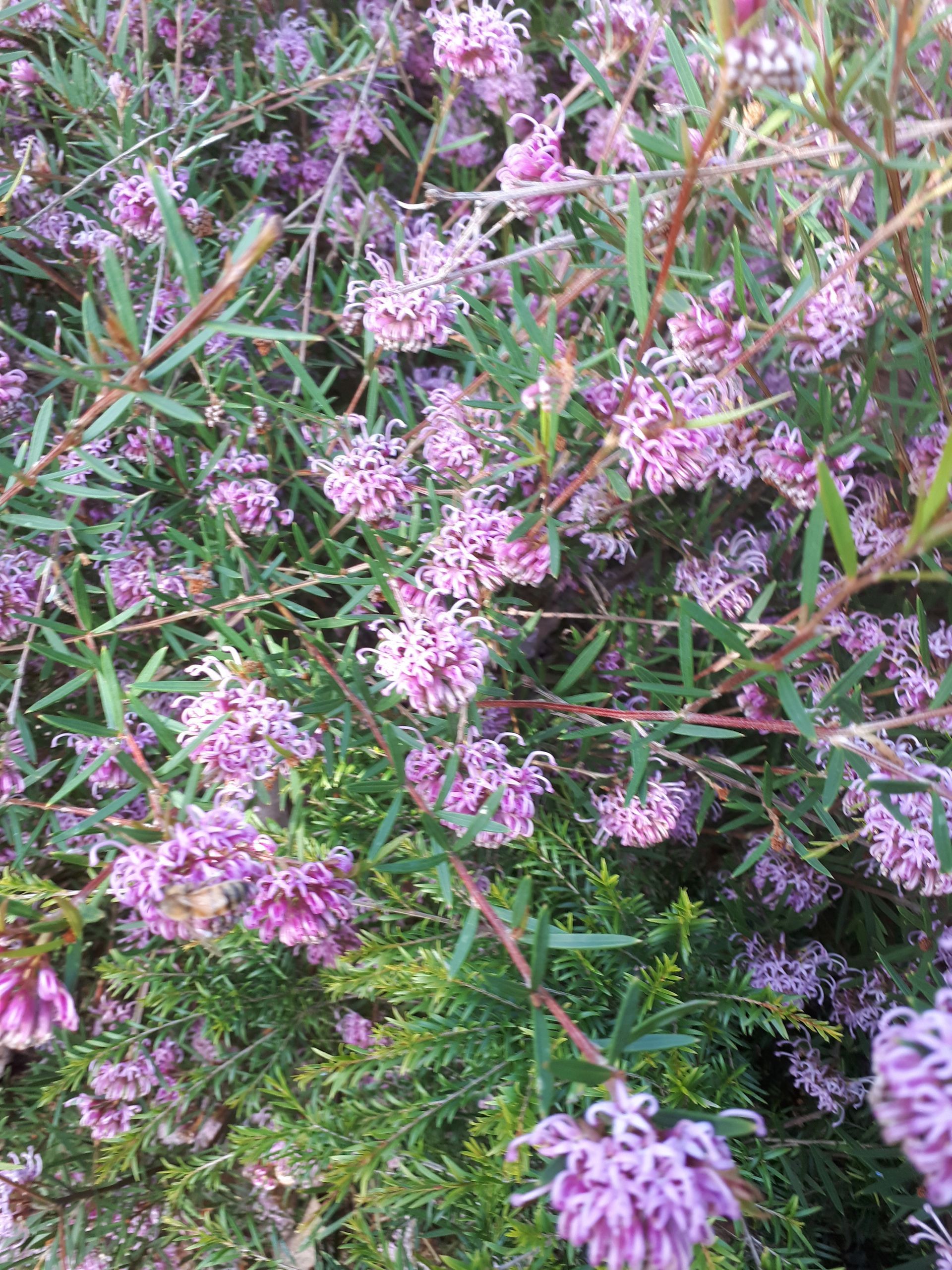 Baeckea Virgata Miniature (dwarf) flowering.