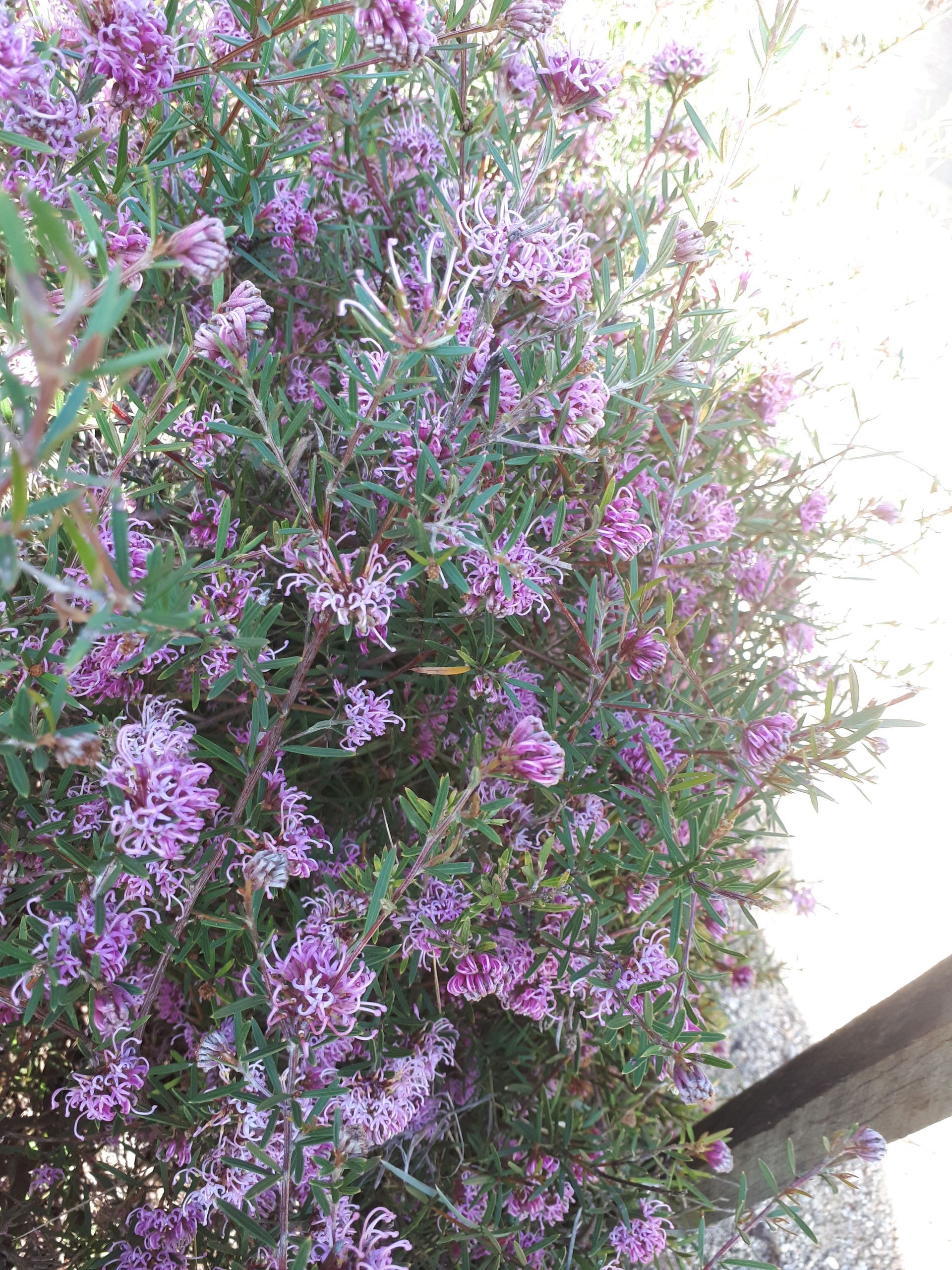 Baeckea Virgata Miniature (dwarf) in a pot plant