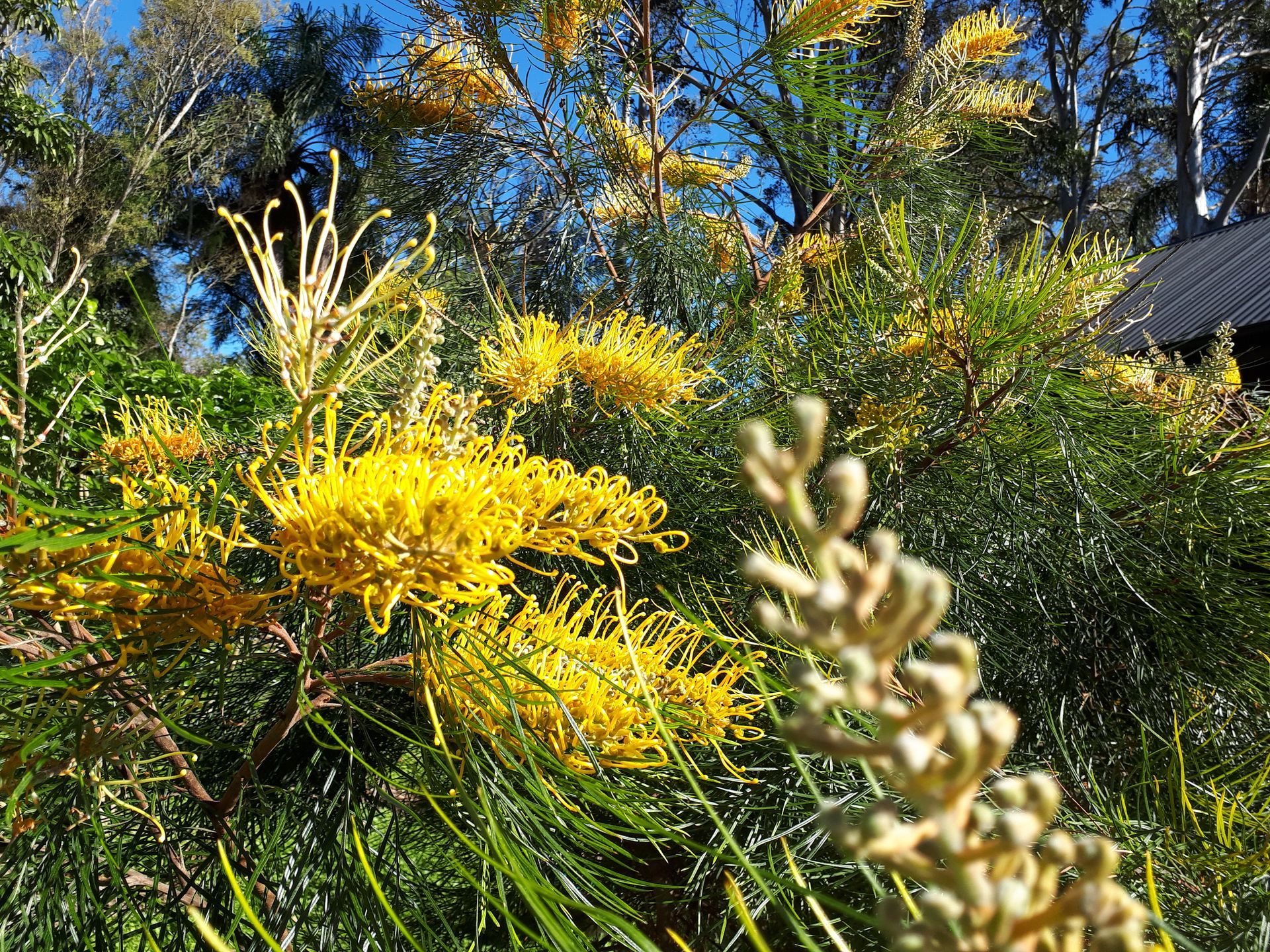 Baeckea Virgata Miniature (dwarf) flowering.