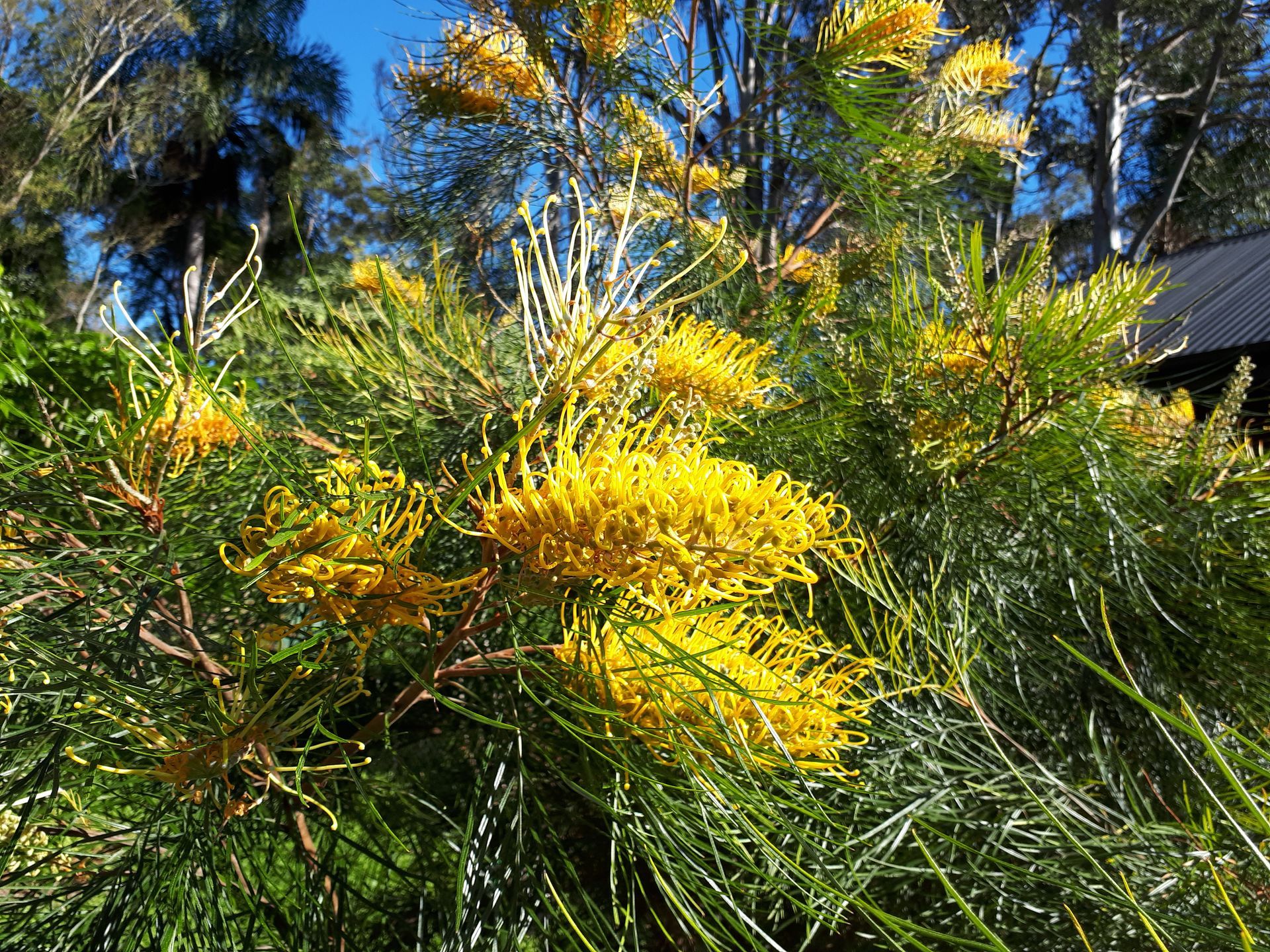 Baeckea Virgata Miniature (dwarf) in a landscaped home garden