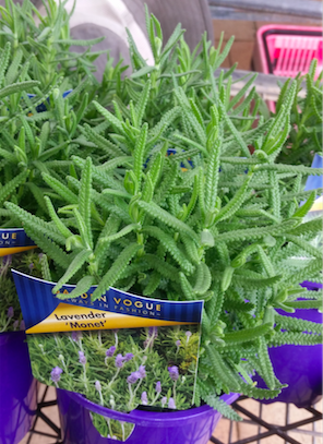 Lavandula Dentata ‘Monet’ French Lavender in a pot plant