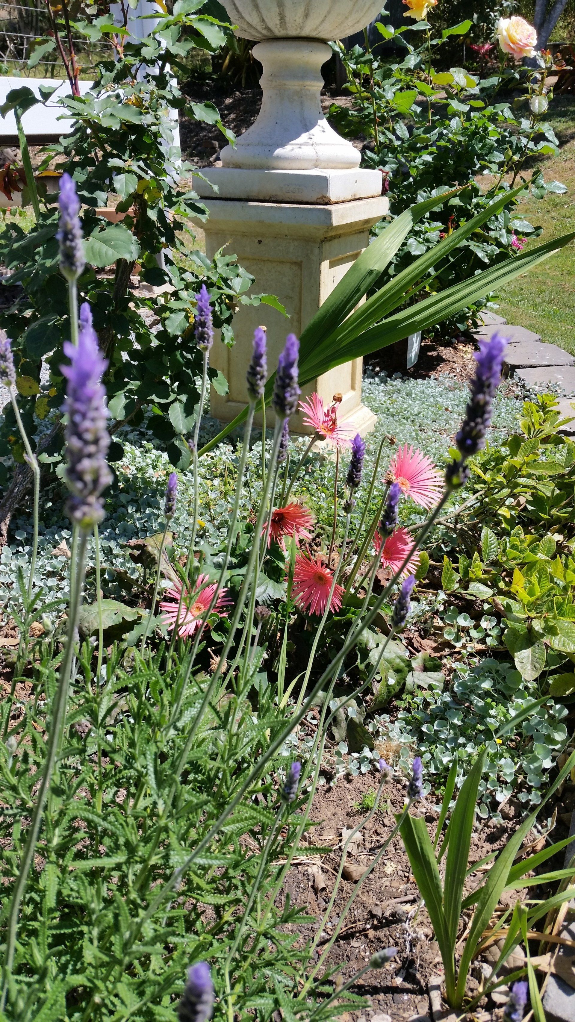 Lavandula Dentata ‘Monet’ French Lavender in a home backyard