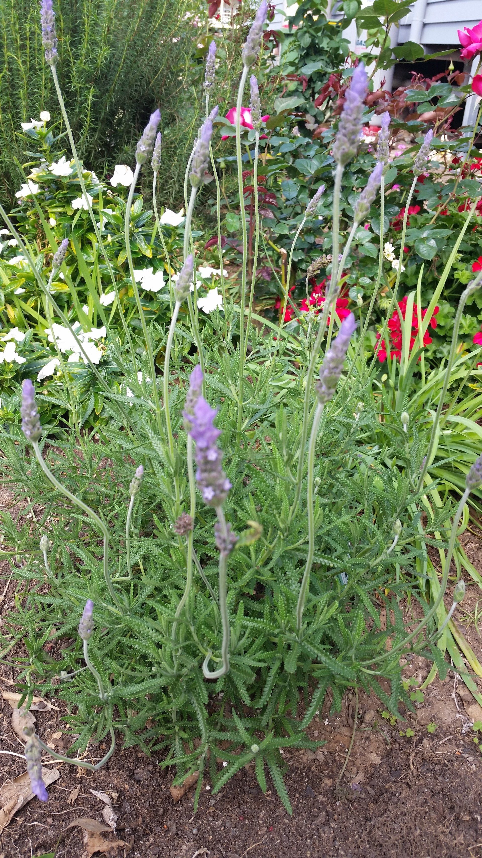 Lavandula Dentata ‘Monet’ French Lavender in a house lawn