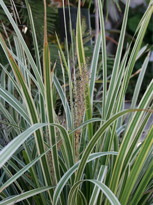 Baeckea Virgata Miniature (dwarf) in a pot plant