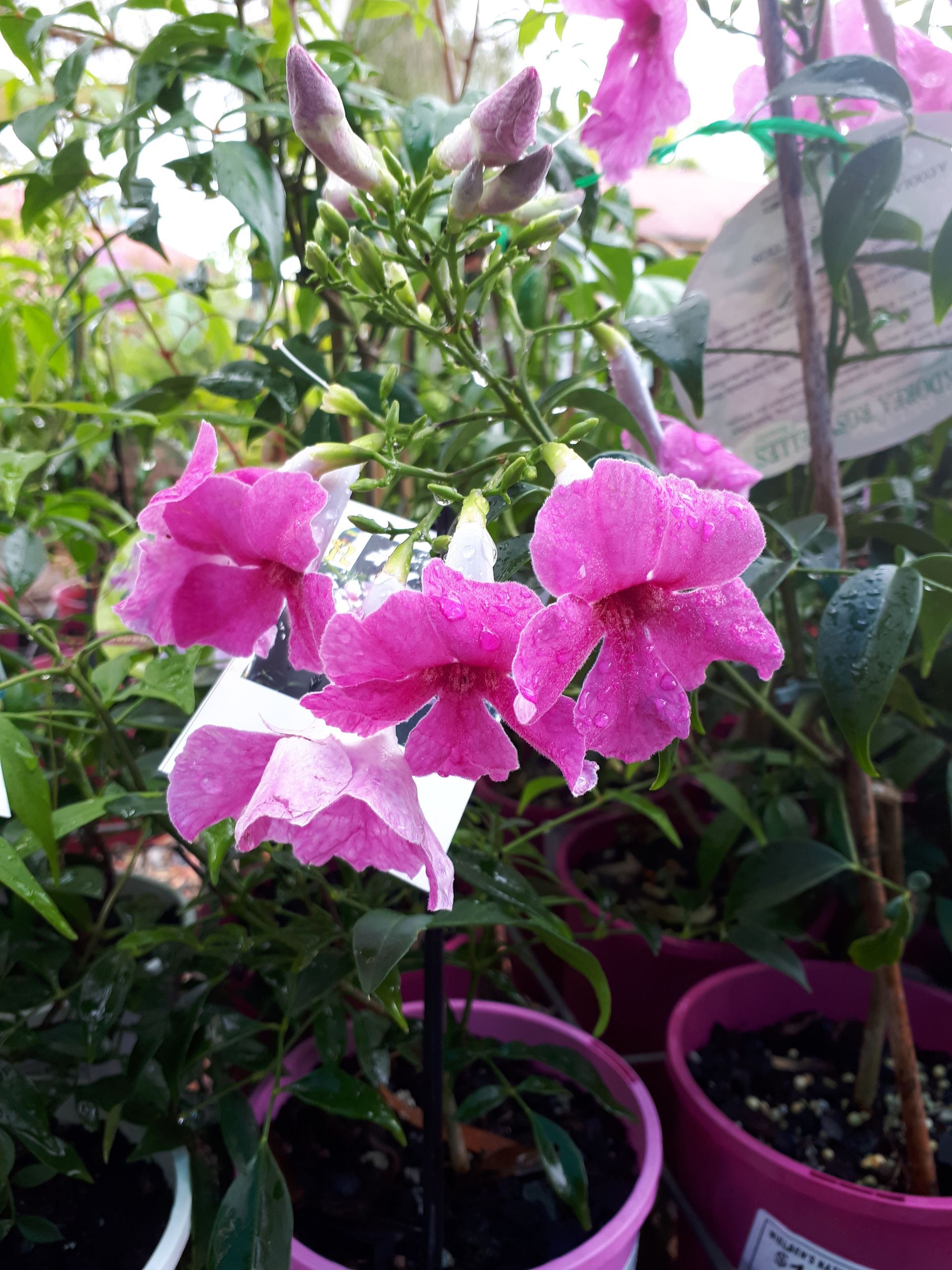 Baeckea Virgata Miniature (dwarf) flowering.