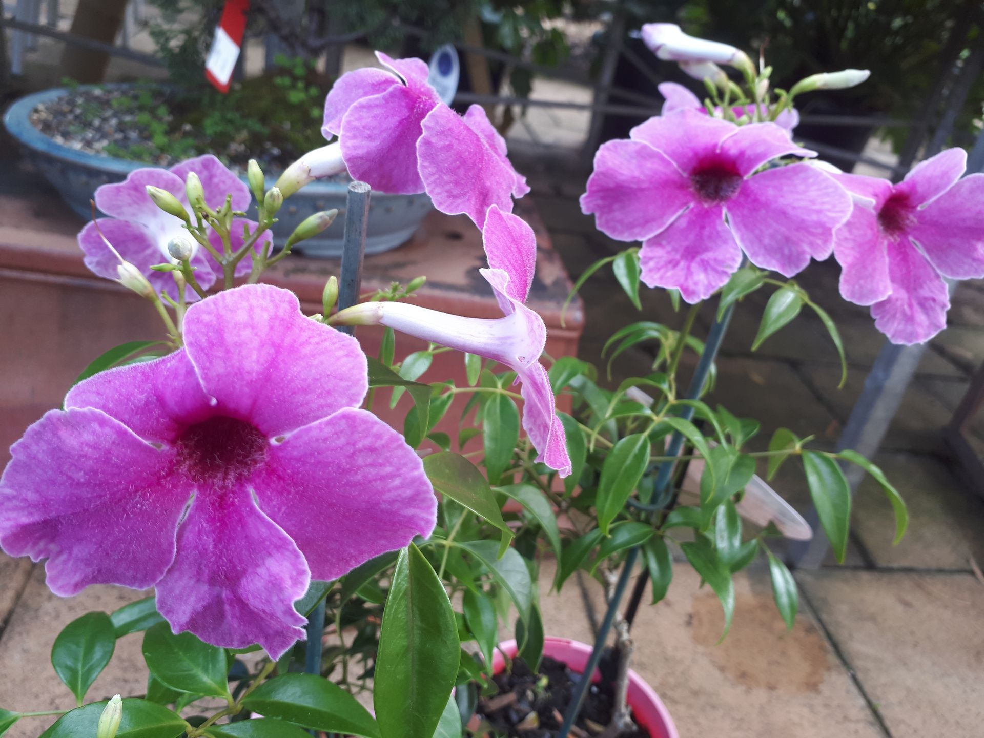 Baeckea Virgata Miniature (dwarf) in a landscaped home garden