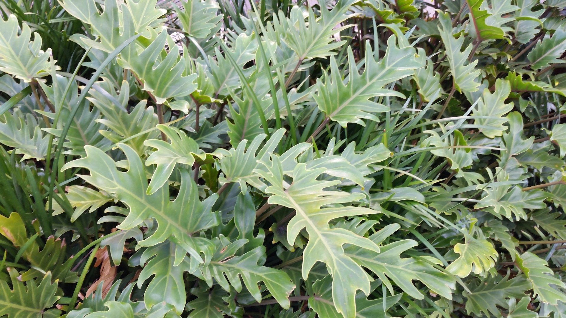 Philodendron Xanadu growing in a garden