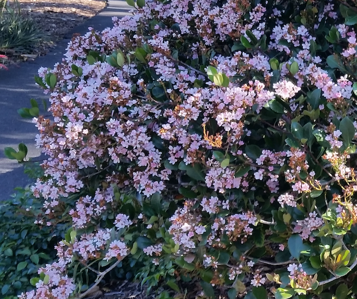 Rhaphiolepis Apple Blossom A neat, rounded, shrub with shiny, dark