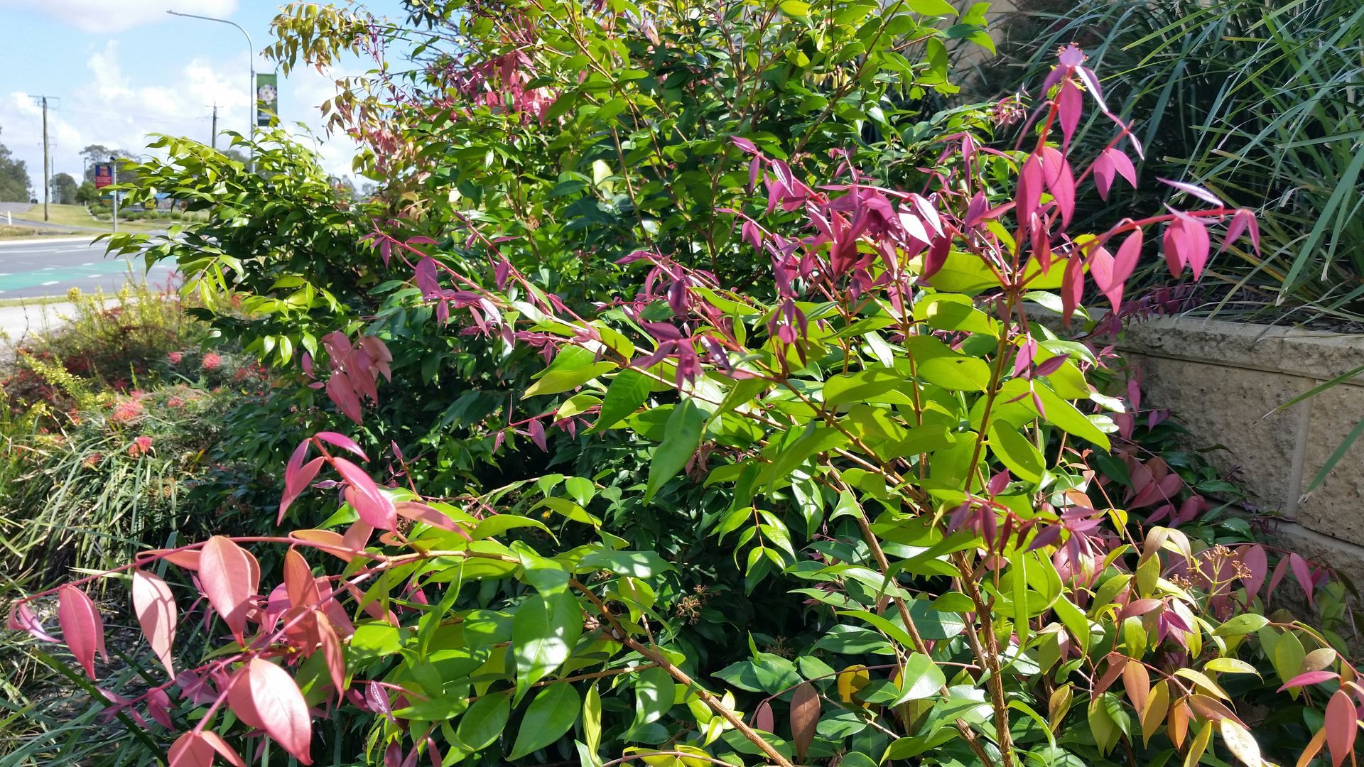 Baeckea Virgata Miniature (dwarf) in a landscaped home garden