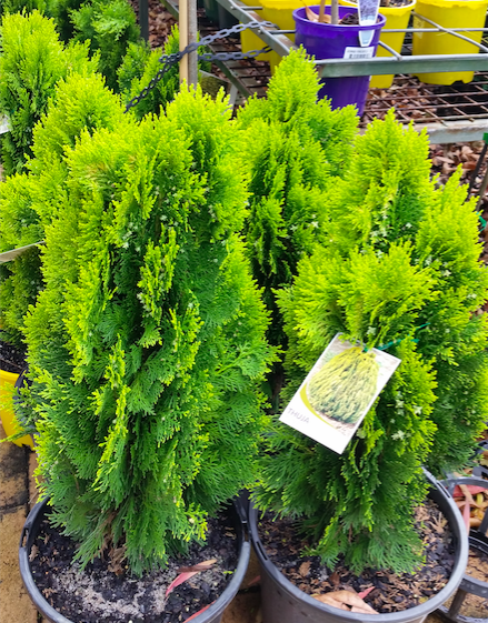 Thuja Morgan garden plant