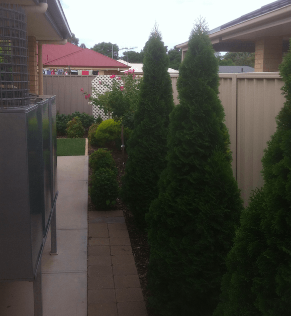 4x Thuja Occidentalis 'Smaragd' Evergreen Conifers ready to be planted