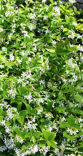 Baeckea Virgata Miniature (dwarf) flowering.
