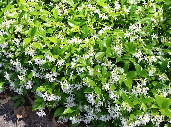 trachelospermum jasminoides Vigorous climber, screening hedge or ground ...