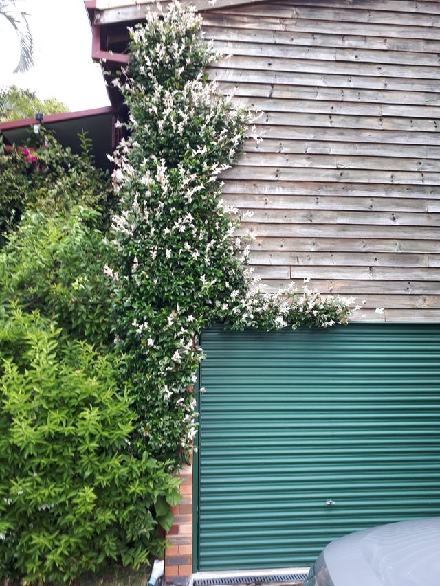 TRI-COLOUR STAR JASMINE