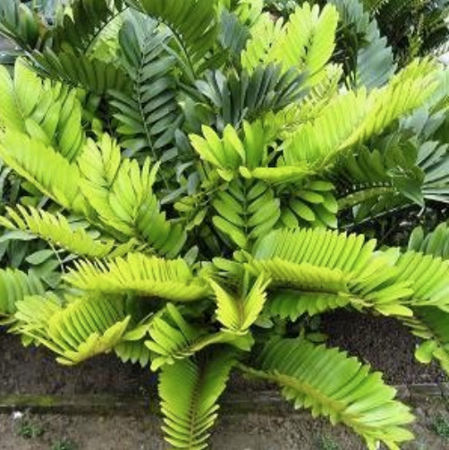 Zamia Furfuracea