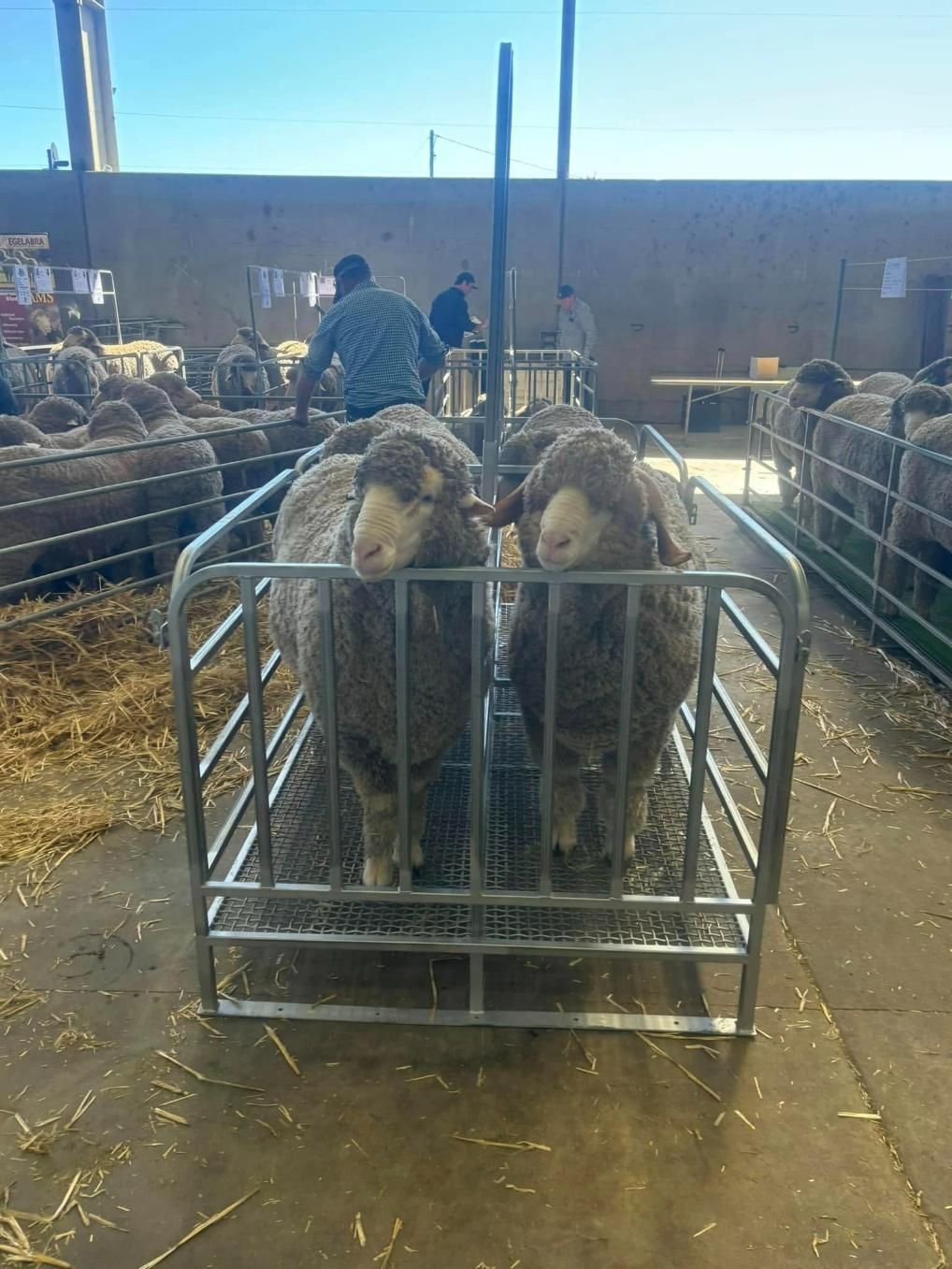 Two Sheep Are Standing Next to Each Other in A Cage — Ballimore Welding in Mudgee, NSW