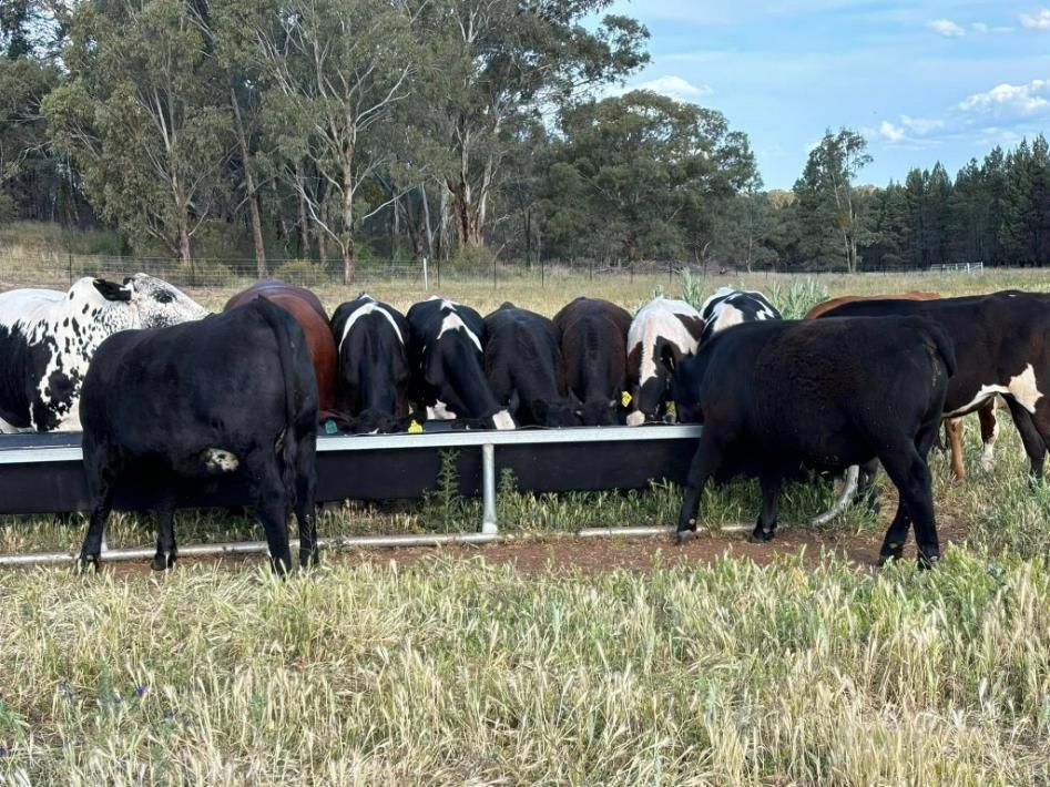 A Herd of Cows Are Drinking Water from A Trough in A Field — Ballimore Welding in Mudgee, NSW