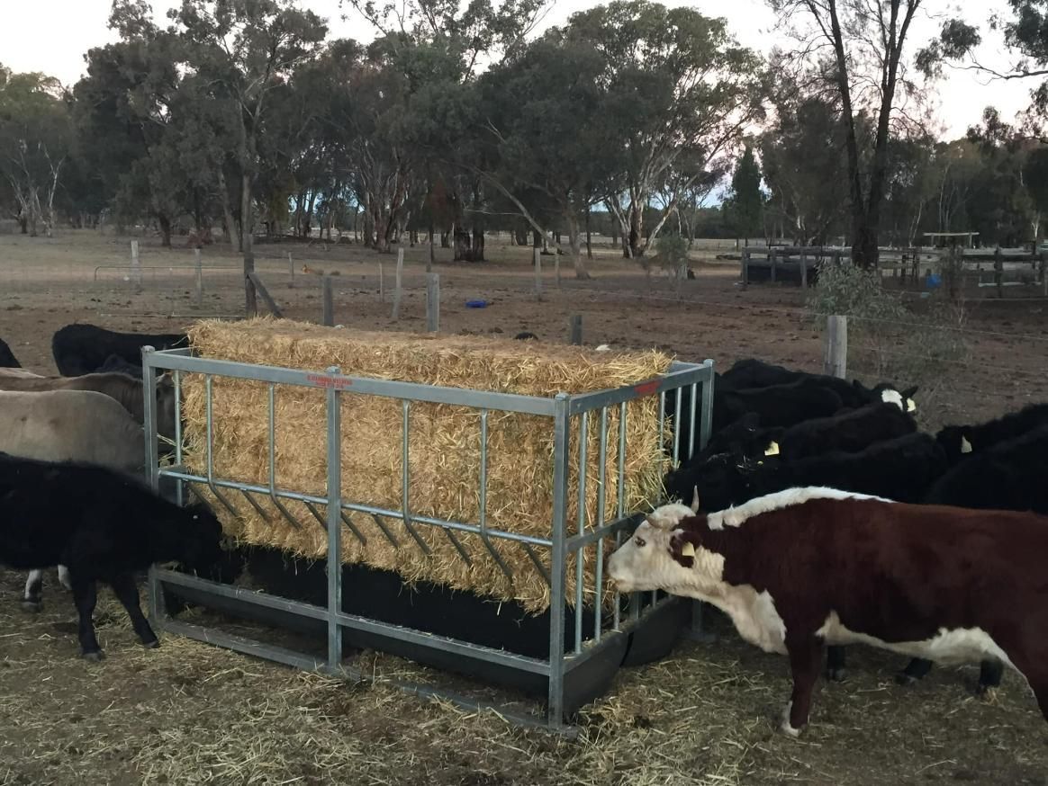 A Herd of Cows Are Eating Hay from A Hay Feeder — Ballimore Welding in Parkes, NSW