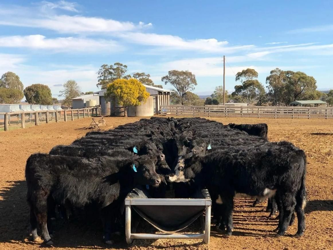 A Herd of Cattle Standing Around a Feeder in A Field — Ballimore Welding in Ballimore, NSW