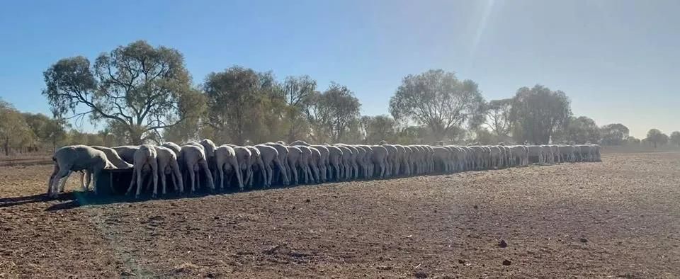 A Herd of Sheep Standing Next to Each Other in A Field — Ballimore Welding in Ballimore, NSW