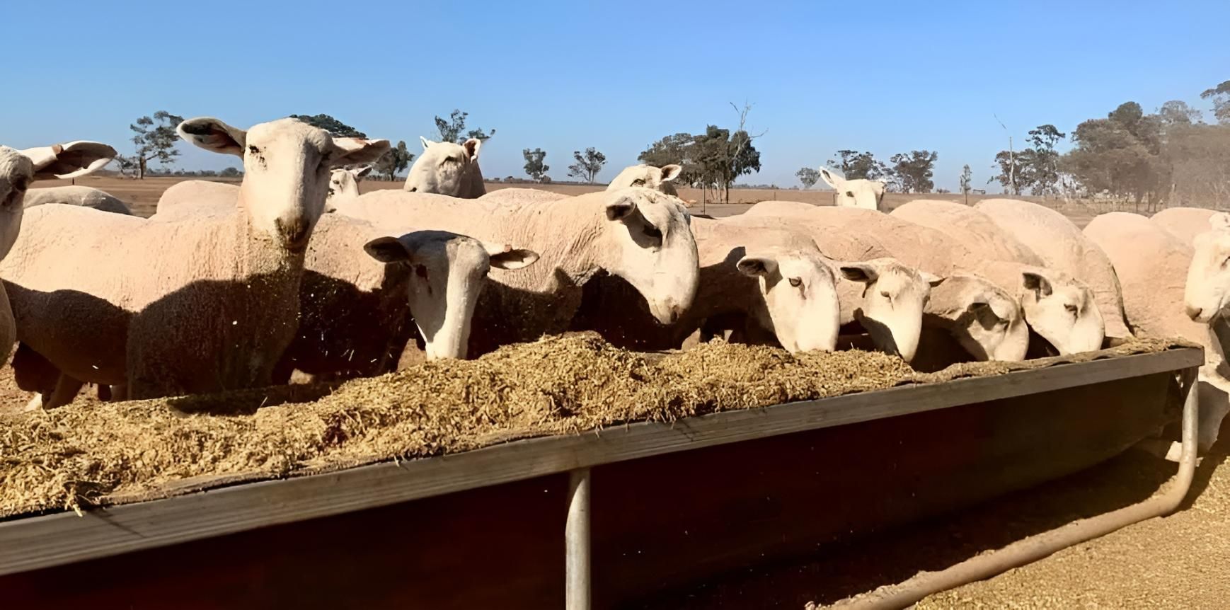 A Herd of Sheep Are Eating Hay from A Trough — Ballimore Welding in Ballimore, NSW
