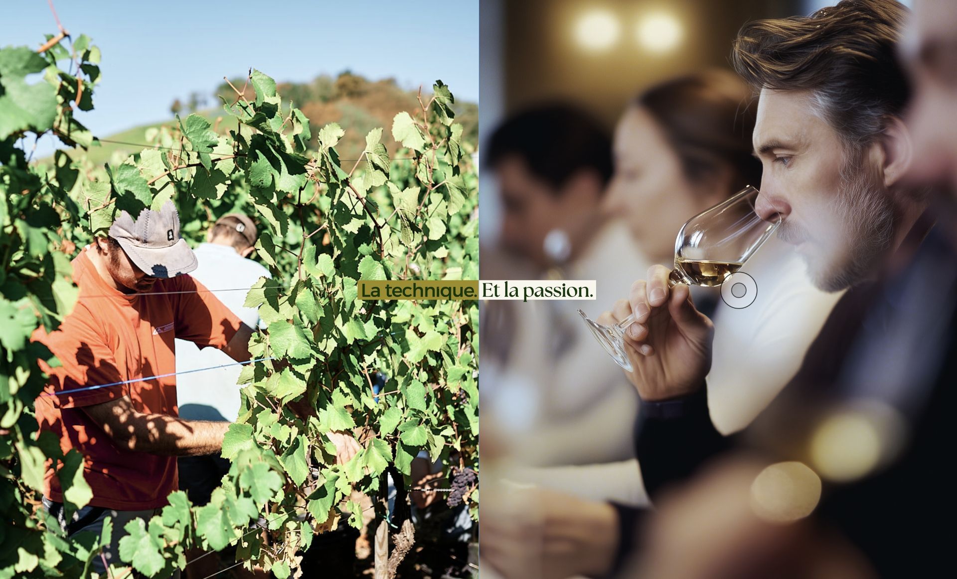 À gauche : une personne vendangeant dans un vignoble. À droite : une personne dégustant dans un restaurant.