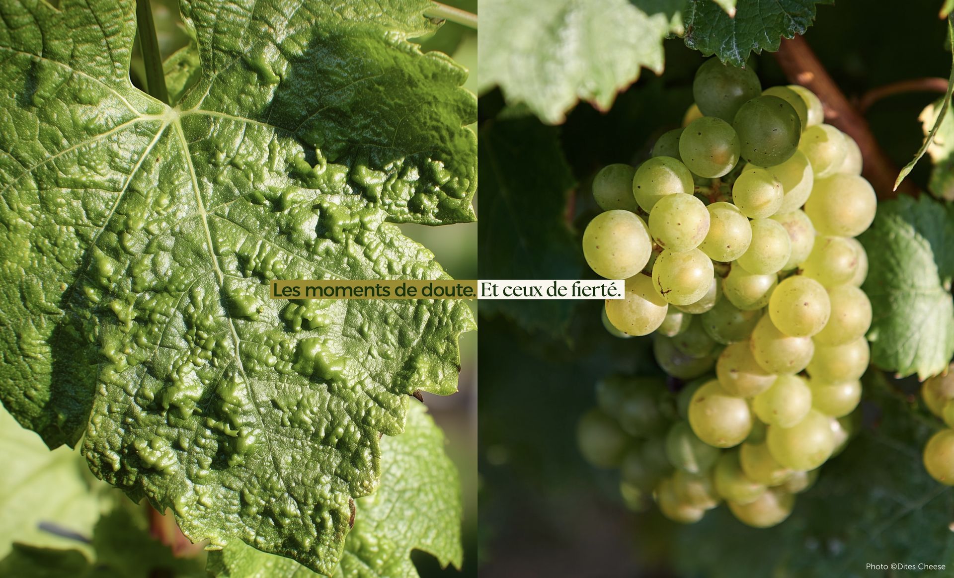 Feuille de vigne à la texture bosselée à côté d'une grappe de raisins verts sur une vigne.