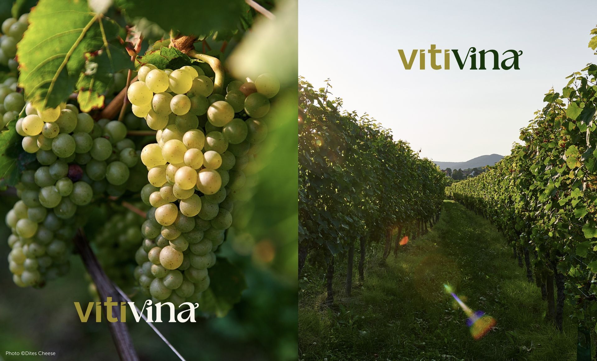 Raisins sur des vignes et un vignoble avec le logo « vitivina » en bas à gauche.