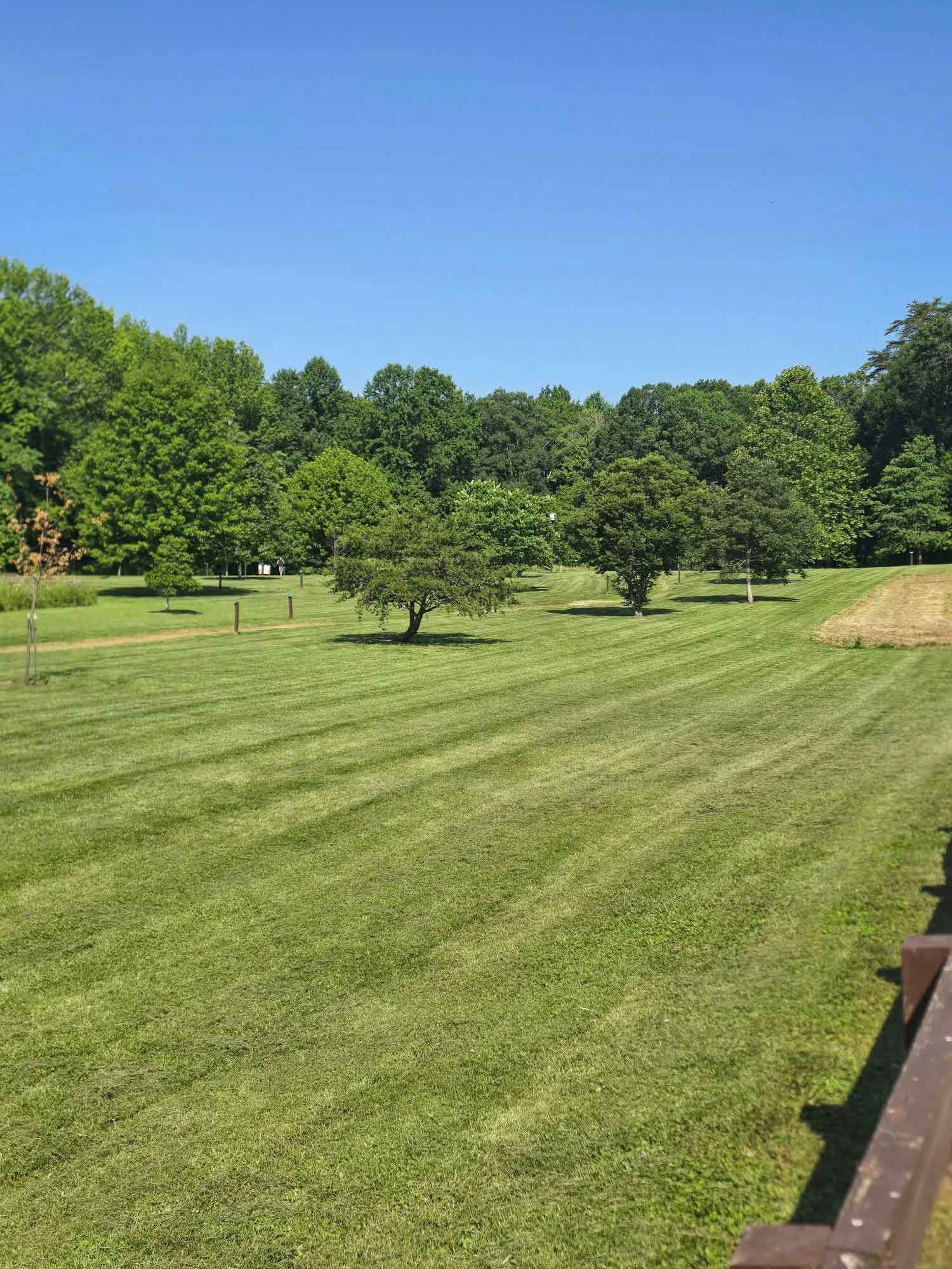 Lush green meadow with three small trees, surrounded by forest under a bright blue sky.
