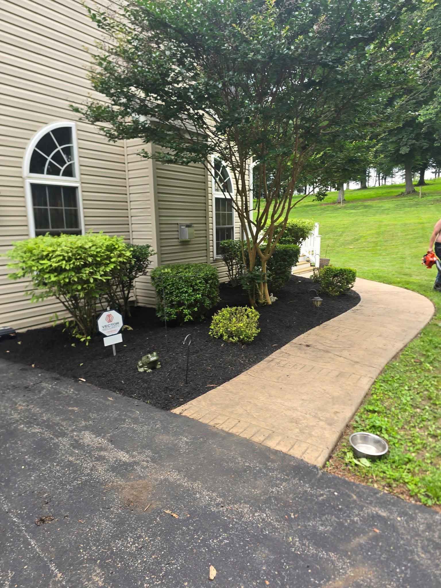 A landscaped front yard with black mulch, a tan paver walkway, and a flowering tree next to a house.