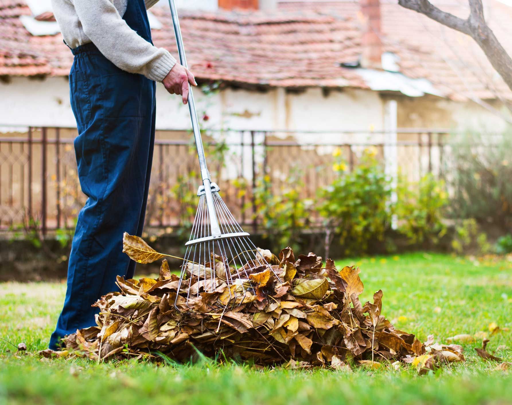 Person raking fallen brown leaves in a grassy yard, with a house and tree in the background.