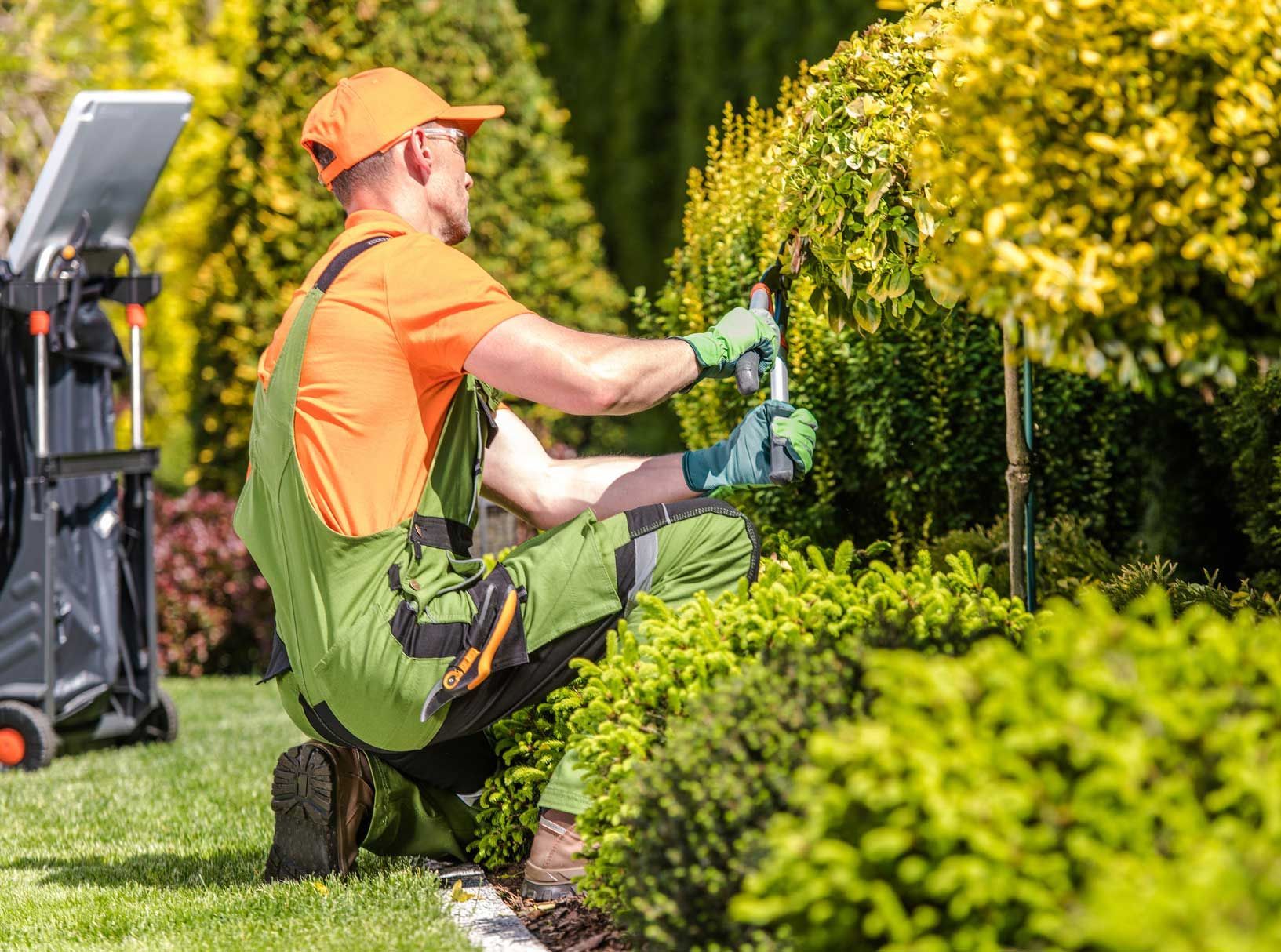 Gardener in orange and green overalls trims a shrub with electric shears outdoors in a sunny garden.